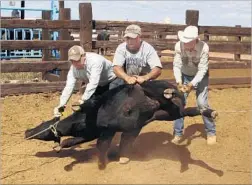  ?? Francine Orr Los Angeles Times ?? RAMIRO CORDERO, center, a U.S. Border Patrol agent, helps wrangle calves for branding at his family’s ranch in Mexico, where he hopes to retire.