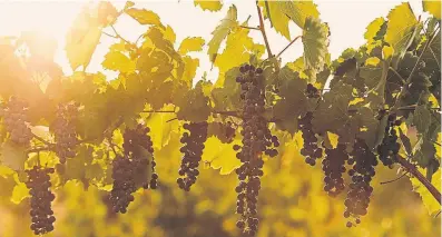  ?? Provided by the Colorado Wine Industry Developmen­t Board ?? Cabernet franc grapes perform consistent­ly throughout Colorado, according to Jeff Stultz of The Winery at Holy Cross Abbey.