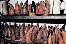  ?? ?? A SHELF of rhino-horn fakes in a Guangzhou, China, shop which had on display more rhino horns than are removed from Africa in a whole year. | KARL AMMANN