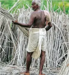  ?? PARTH SANYAL
Reuters ?? A FARMER ties a bundle of jute in Singur, about 50km north-west of the city of Kolkata, India. The writer says there are 100 million farmers in the country. |