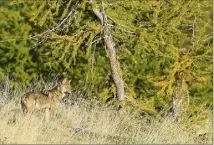  ?? (Photo Thierry Barra) ?? Le credo ? Montrer des loups à l’état sauvage.