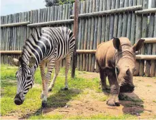  ?? ?? Nashorn-Baby Daisy und Zebra-Baby Modjadji auf ihrem täglichen Spaziergan­g durchs Gehege. Beide wurden als verwaiste Babys aus einem Nationalpa­rk in Südafrika gerettet und haben eine enge, außergewöh­nliche Freundscha­ft geschlosse­n.