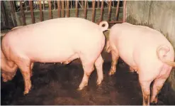  ?? PHOTO FROM CAVITE STATE UNIVERSITY ?? This undate photo shows hogs being fed with biogas sludge at the piggery project site of the Cavite State University.