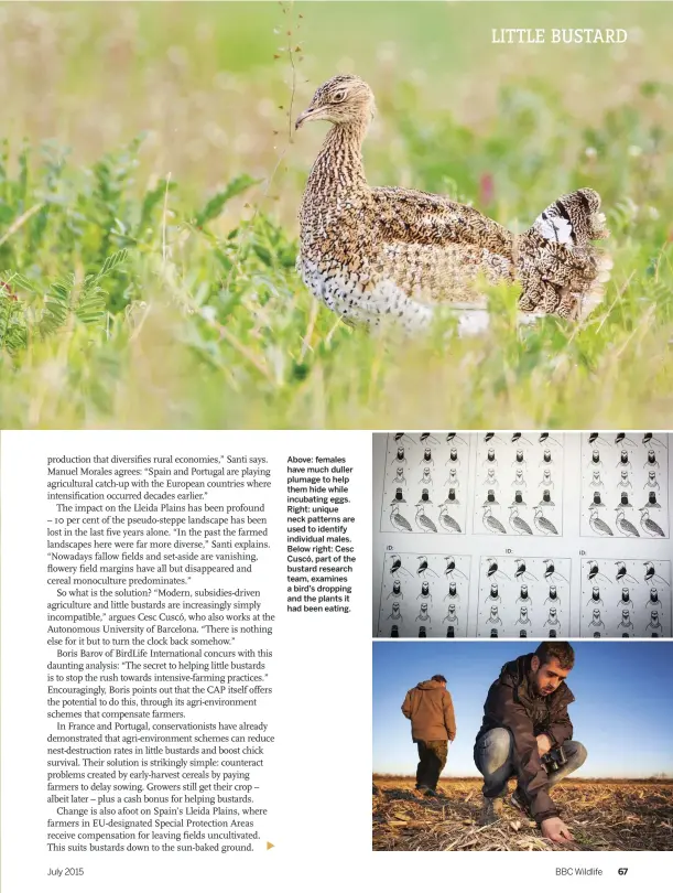  ??  ?? Above: females have much duller plumage to help them hide while incubating eggs. Right: unique neck patterns are used to identify individual males. Below right: Cesc Cuscó, part of the bustard research team, examines a bird’s dropping and the plants it...