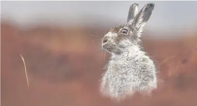  ??  ?? ●»A mountain hare