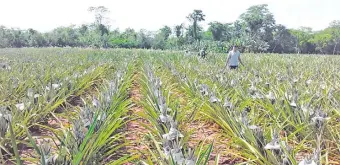  ??  ?? Esta plantación correspond­e a una parcela de piña ubicada en la calle 2ª Línea Chachî de Guayaybí.