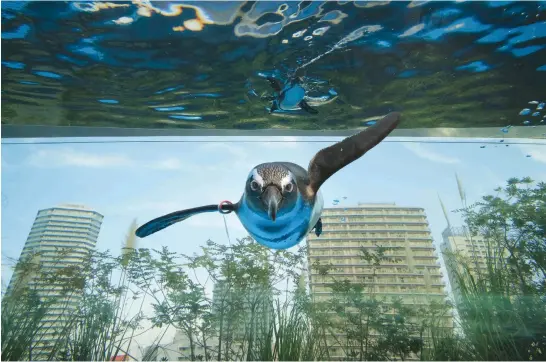  ?? Picture: AFP ?? An African penguin swims in a large overhangin­g water tank called ‘Penguin in the sky’ at Sunshine Aquarium in Tokyo recently.