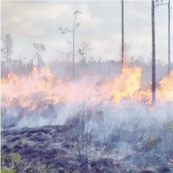  ??  ?? Casi en su totalidad los incendios fueron causados por quemas agrícolas y ganaderas.