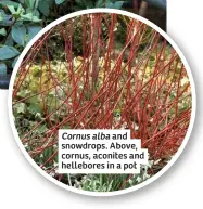  ??  ?? Cornus alba and snowdrops. Above, cornus, aconites and hellebores in a pot