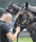  ?? Skip Dickstein / Times Union ?? Travers Stakes entrant Wonder Gadot gets some attention Friday after her last workout before the Travers Stakes.