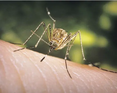  ?? JAMES GATHANY, CDC, VIA CRONKITE NEWS SERVICE ?? The western encephalit­is mosquito (Culex tarsalis) is the main source of West Nile virus. Authoritie­s recommend wearing repellent and light-coloured, long-sleeved clothing and clearing your yard of standing water that help mosquitoes breed.