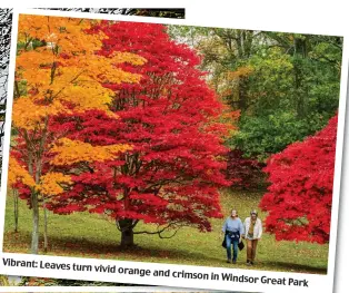  ??  ?? Vibrant: Leaves turn vivid orange and crimson in Windsor Great Park