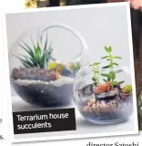  ??  ?? Terrarium house succulents