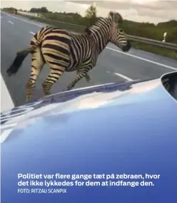  ?? FOTO: RITZAU SCANPIX ?? Politiet var flere gange tæt på zebraen, hvor det ikke lykkedes for dem at indfange den.