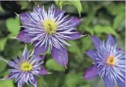  ?? JOURNAL SENTINEL ANGELA PETERSON, MILWAUKEE ?? Clematis flowers are a favorite of Paul Malek. They're shown in bloom June 10.
