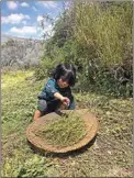  ?? ?? Azul F. Hernandez, 15 months old, helps with harvesting Indian tea or Ephedra.