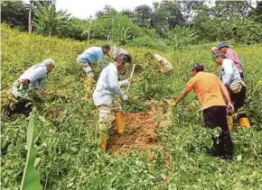  ?? FILE PIC ?? Farmers in Bentong working on their ginger farms.