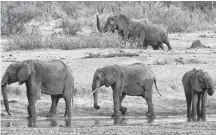  ?? PHILIMON BULAWAYO • REUTERS ?? A herd of elephants walk past a watering hole in Hwange National Park, Zimbabwe. Recently, more than 30 elephants have died.