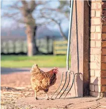  ??  ?? ● A chicken at Wheatacre Hall in Norfolk