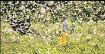  ?? Ben Curtis The Associated Press ?? A farmer walks through desert locusts feeding on crops Friday in Katitika, Kenya.