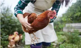  ?? Photograph: Janie Airey/Getty Images/Image Source ?? People who keep a very small number of hens or ducks at home do not, as yet, need to register them.