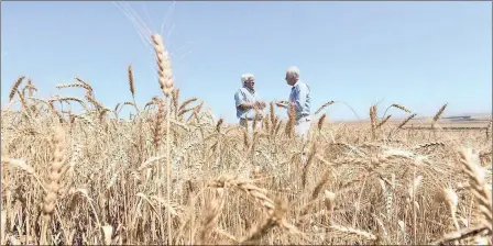  ?? PHOTO: LEON LESTRADE ?? While wheat harvests have improved from their low levels in the middle of last year’s drought, maize harvests are still expected fall well short of the country’s need, meaning that imports will continue for at least a few more months.