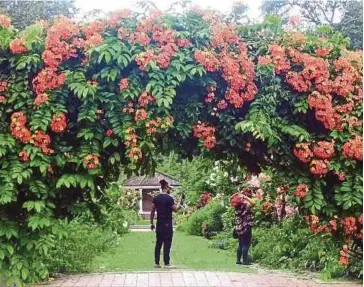  ??  ?? TANAMAN berbunga ini menambahka­n keceriaan taman.