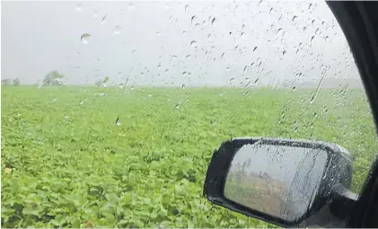  ?? ?? Mejora. Tras la ola de calor que afectó los rindes, las últimas lluvias trajeron alivio en el caso de la soja.