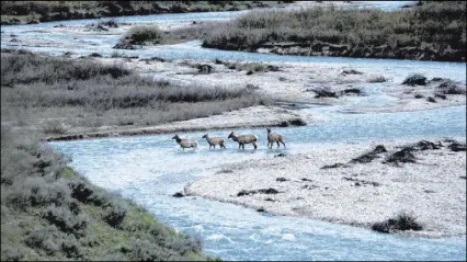  ?? Gregory Nickerson The Associated Press ?? Migratory elk cross Granite Creek in the Bridger-Teton National Forest in Wyoming. The U.S. Geological Survey has published migration maps using GPS tracking and statistica­l analysis techniques.