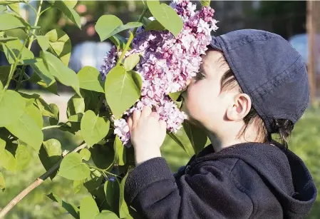  ?? PAVLA ZAKOVA TNS ?? Finding children who are experienci­ng smell disturbanc­es is tricky. Many with COVID-19 are asymptomat­ic, and others may be too young to verbalize what they are experienci­ng.