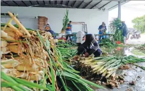  ?? GAO ERQIANG / CHINA DAILY ?? Farm workers sort harvested Manchurian wild rice in the village of Taibei in Qingpu district, Shanghai. The village has been growing the vegetable for seven decades, with daily output of up to 100 metric tons during peak harvest time in late May.