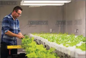  ?? SMILEY N. POOL/DALLAS MORNING NEWS ?? Nick Burton demonstrat­es how hydroponic­ally grown lettuce is harvested in a grow house at Paris Victory Gardens on March 7 in Paris, Texas. In addition to Paris Victory Gardens, Burton has started a new initiative, State of the Soil, which he started...