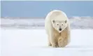  ?? Photograph: Patrick J Endres/Getty Images ?? The Arctic national wildlife refuge is the prime denning area for the Beaufort Sea population of polar bears.