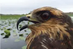  ?? Robert Fletcher / University of Florida via The New York Times ?? A North American snail kite in Florida.