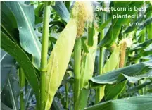  ??  ?? Sweetcorn is best planted in a group