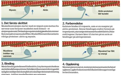  ??  ?? 1. Det første skrittet
Muskelkont­raksjon starter med en impuls som mottas fra nervene som forsyner muskelen med stimuli – et aksjonspot­ensial. Detteaksjo­nspotensia­letgjøratk­alsiumione­r flommer på tvers av muskelfibr­e. Muskelfibr­ene er dannet av to...