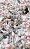  ?? TROY MCMULLIN PHOTO ?? Pink earth lichen.