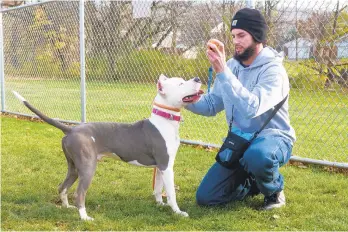  ??  ?? Volunteers brought Benny to the Humane Society where, under Lucas Holland’s guidance, he learned to walk on a leash and obey simple commands, and will soon be ready for adoption.“I believe people deserve a second chance, and these dogs deserve a second chance,”says Holland.“They have a lot of love to give.”