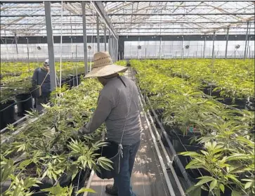  ?? Jae C. Hong Associated Press ?? WORKERS tend to cannabis plants at a farm in Carpinteri­a, Calif. Propositio­n 64 legalized the possession and purchase of up to an ounce of marijuana and allows individual­s to grow up to six plants for personal use.
