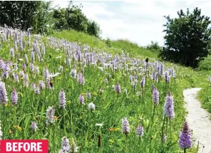  ??  ?? BEFORE
Green and pleasant: Pink orchids adorning the grass verge