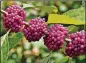  ?? CHARLES SEABROOK ?? The magenta berries of the American beautyberr­y, one of Georgia’s most common wild shrubs, stand out in the woods and other wild places this time of year. The berries are nutritious food for more than 40 bird species.