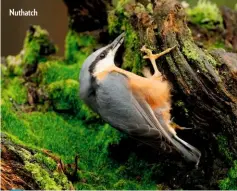  ??  ?? Nuthatch