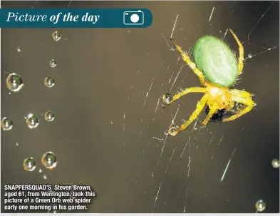  ??  ?? SNAPPERSQU­AD’S Steven Brown, aged 61, from Werrington, took this picture of a Green Orb web spider early one morning in his garden.