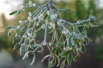  ?? ?? The white stuff: Mistletoe produces pearly berries which are favourites with birds