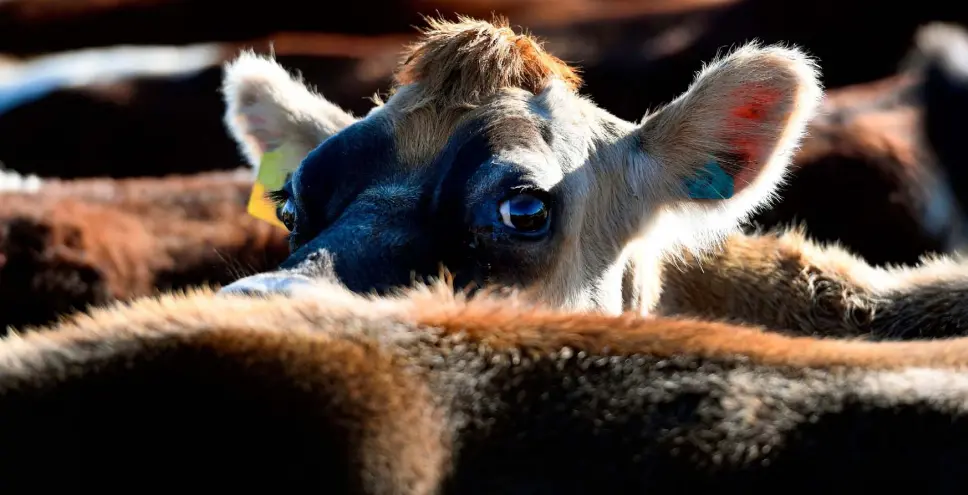  ??  ?? Cows on a dairy farm in New Zealand — the huge increase in dairy production in that country has exacted a heavy environmen­tal toll. Can Ireland tread a different path as it ramps up milk production? Picture: William West/AFP/Getty Images