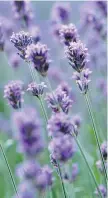  ?? GETTY IMAGES/ISTOCK ?? Mosquitoes hate lavender so add the fragrance to clothes in the wash.