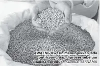  ?? - Gambar BERNAMA ?? AWAENG Kwasin menunjukka­n lada putih yang siap diproses sebelum dijadikan produk.