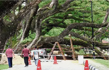  ??  ?? Clearing the road: Workers conducting repair works along the stretch of road where the rain tree fell at the Raintree Walk at Taiping Lake Gardens. — Bernama