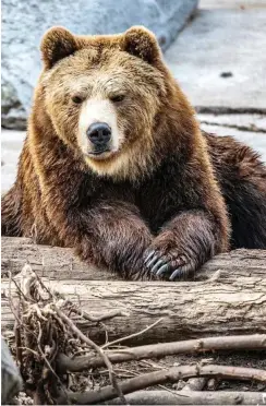  ?? Foto: dpa/Armin Weigel ?? Zoos dürfen ab dem 20. April wieder öffnen.