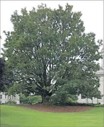  ?? [BARTLETT TREE EXPERTS] ?? A healthy, mature tree is well-served by a large ring of mulch.